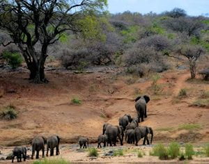 Kavinga Safaris – Tourism, Safari, Travel, Wildlife, Accommodation, Tours, Game Drive, Entertainment, Hospitality, Resorts, Hotels, Food & Bevearges – Zimbabwe