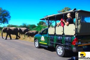 The best amazing Kruger Park Safaris in SA