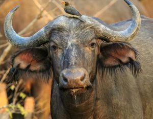 Zimbabwe Hunting Safaris – Tourism, Hunting, Hospitality, Safari, Adventures, Events, Entertainment, Game Drive, Tours, Wildlife, Accommodation, Holidays, Vacations, Resorts, Food & Beverages – Zimbabwe