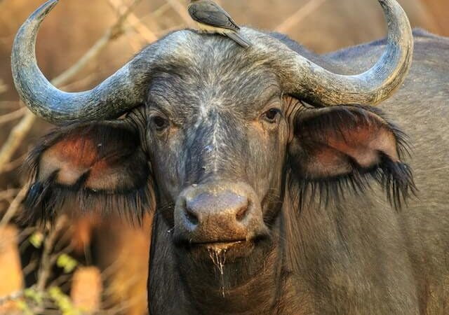 Zimbabwe Hunting Safaris – Tourism, Hunting, Hospitality, Safari, Adventures, Events, Entertainment, Game Drive, Tours, Wildlife, Accommodation, Holidays, Vacations, Resorts, Food & Beverages – Zimbabwe